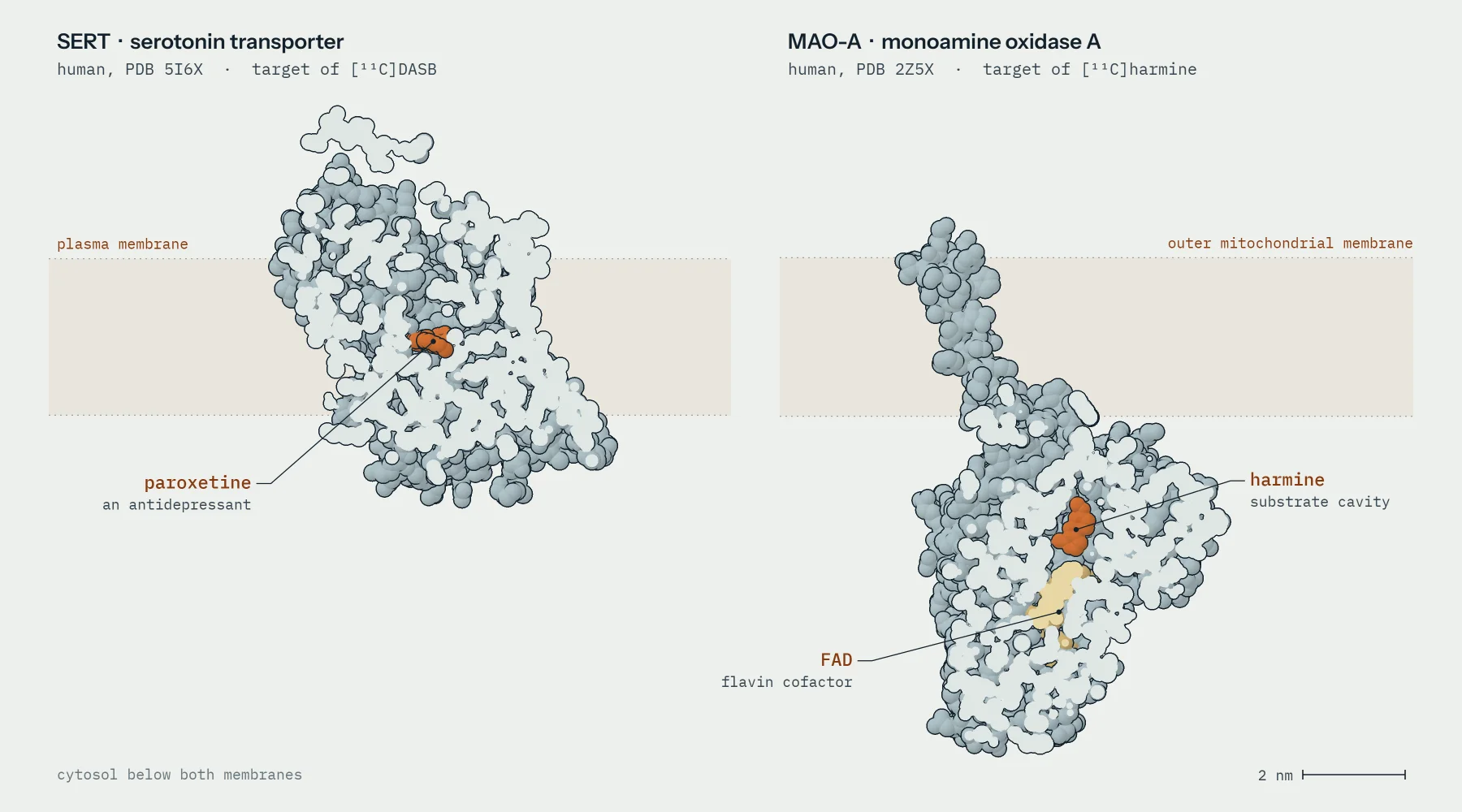 Two proteins drawn at the same scale from crystal coordinates, cut open through their bound ligands. Left, the serotonin transporter spanning the plasma membrane with paroxetine in its central site. Right, monoamine oxidase A hanging below the outer mitochondrial membrane by a C-terminal helix, with harmine in its substrate cavity next to the FAD cofactor.